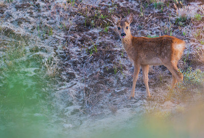 BUITEN BEELD Foto: 265427