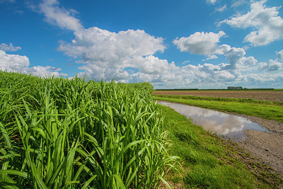 BUITEN BEELD Foto: 265430