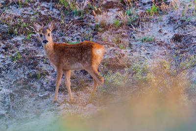 BUITEN BEELD Foto: 265432