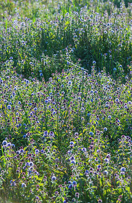 BUITEN BEELD Foto: 265438