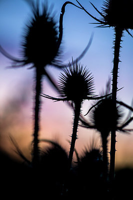 BUITEN BEELD Foto: 265446