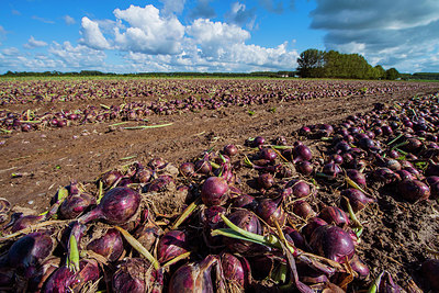 BUITEN BEELD Foto: 265476