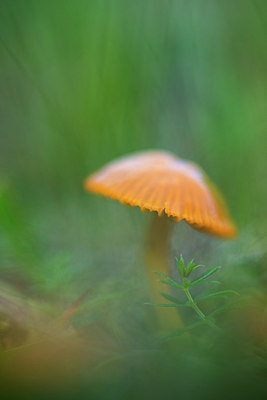 BUITEN BEELD Foto: 265530