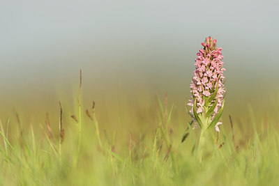 BUITEN BEELD Foto: 265532