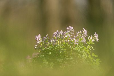 BUITEN BEELD Foto: 265534