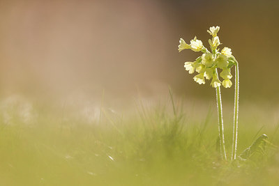 BUITEN BEELD Foto: 265535