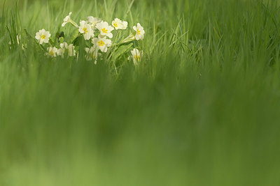 BUITEN BEELD Foto: 265538
