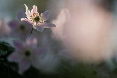 BUITEN BEELD Foto: 265540