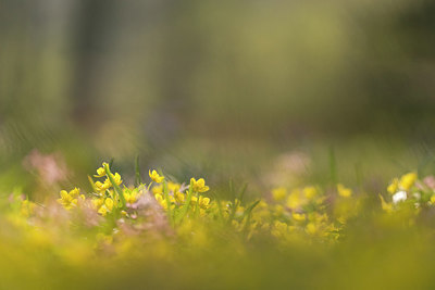 BUITEN BEELD Foto: 265543