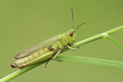BUITEN BEELD Foto: 265554