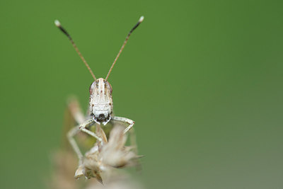 BUITEN BEELD Foto: 265558