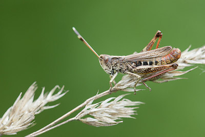 BUITEN BEELD Foto: 265559