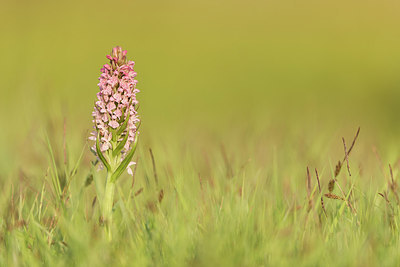 BUITEN BEELD Foto: 265564