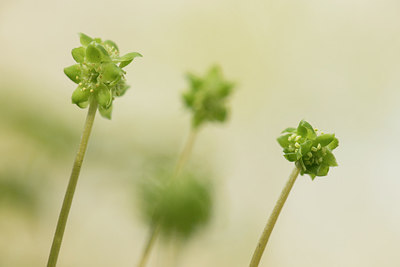 BUITEN BEELD Foto: 265568