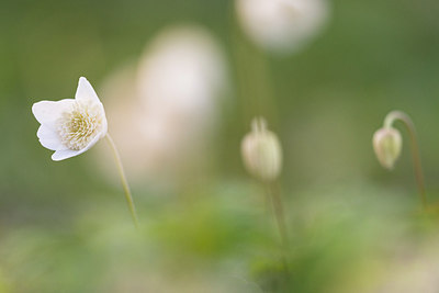 BUITEN BEELD Foto: 265569