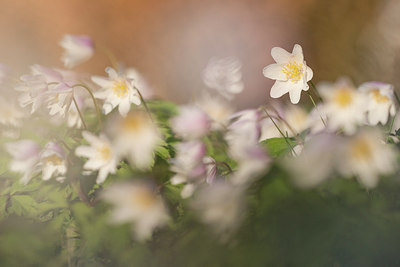 BUITEN BEELD Foto: 265573