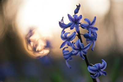 BUITEN BEELD Foto: 265586