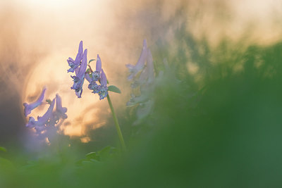 BUITEN BEELD Foto: 265587