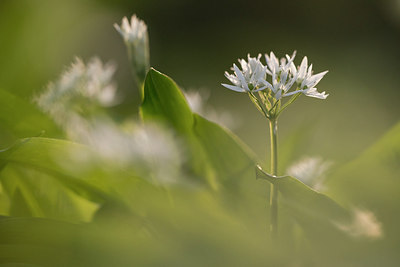 BUITEN BEELD Foto: 265590