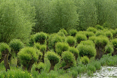 BUITEN BEELD Foto: 265602