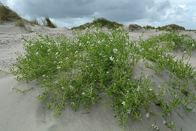 BUITEN BEELD Foto: 265637