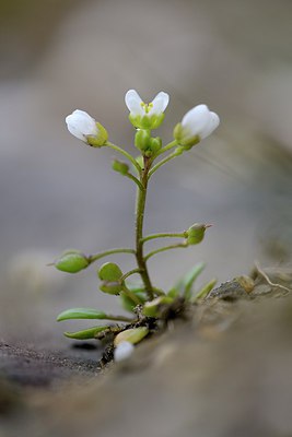 BUITEN BEELD Foto: 265648