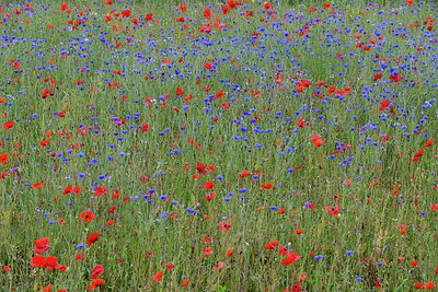 BUITEN BEELD Foto: 265651