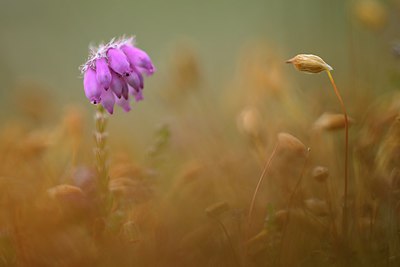 BUITEN BEELD Foto: 265653