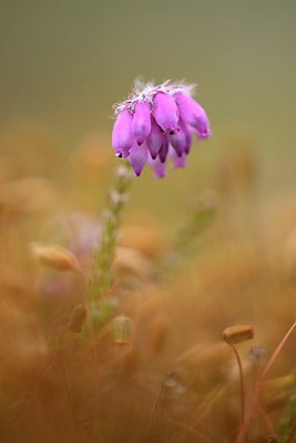 BUITEN BEELD Foto: 265654