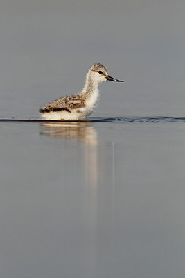BUITEN BEELD Foto: 265811