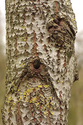 BUITEN BEELD Foto: 265825