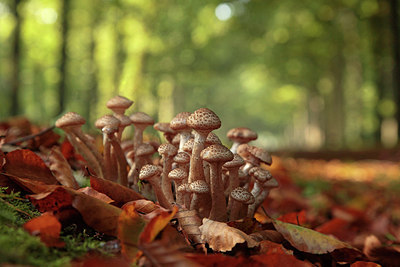 BUITEN BEELD Foto: 265829