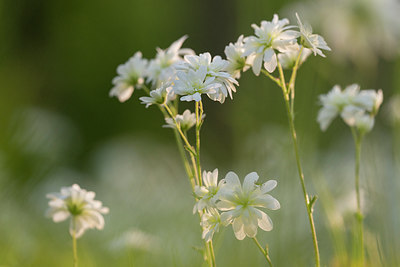 BUITEN BEELD Foto: 265836