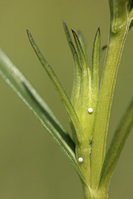 BUITEN BEELD Foto: 265843