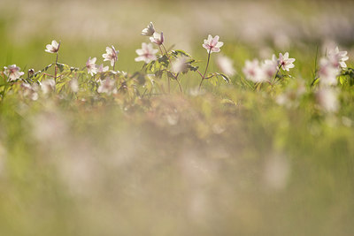 BUITEN BEELD Foto: 265845