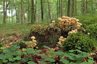 BUITEN BEELD Foto: 265852