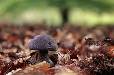 BUITEN BEELD Foto: 265859