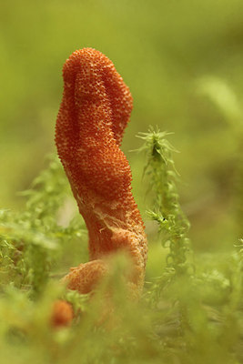 BUITEN BEELD Foto: 265861