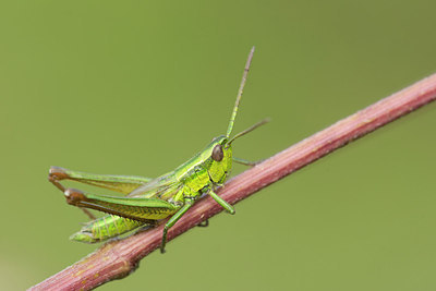 BUITEN BEELD Foto: 265862