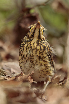 BUITEN BEELD Foto: 265863