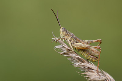 BUITEN BEELD Foto: 265869