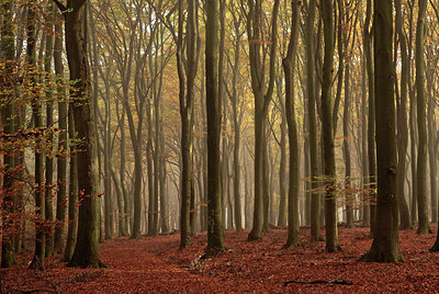 BUITEN BEELD Foto: 265873