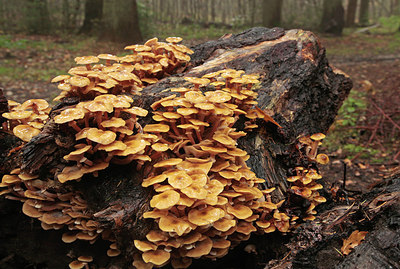 BUITEN BEELD Foto: 265877