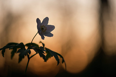 BUITEN BEELD Foto: 265887