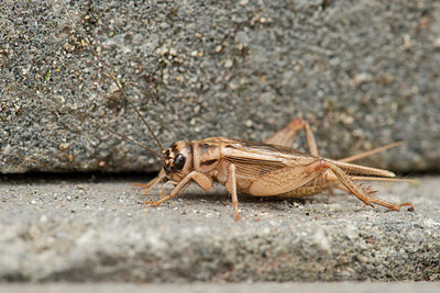 BUITEN BEELD Foto: 265889