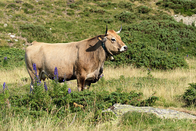 BUITEN BEELD Foto: 265908