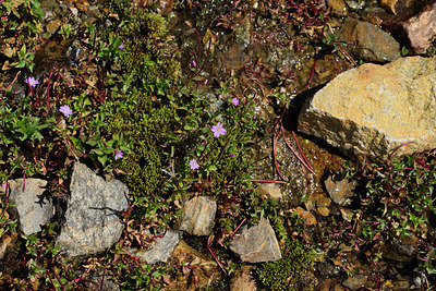 BUITEN BEELD Foto: 265917