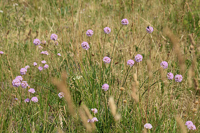 BUITEN BEELD Foto: 265922