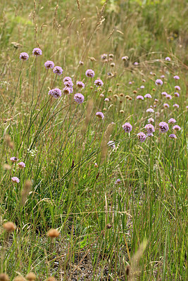 BUITEN BEELD Foto: 265923