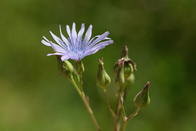 BUITEN BEELD Foto: 265925